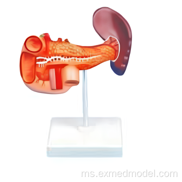 Pankreas, limpa dan duodenum